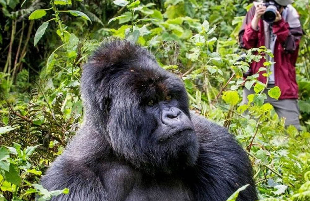 Guide to Gorilla Trekking in Uganda and Rwanda